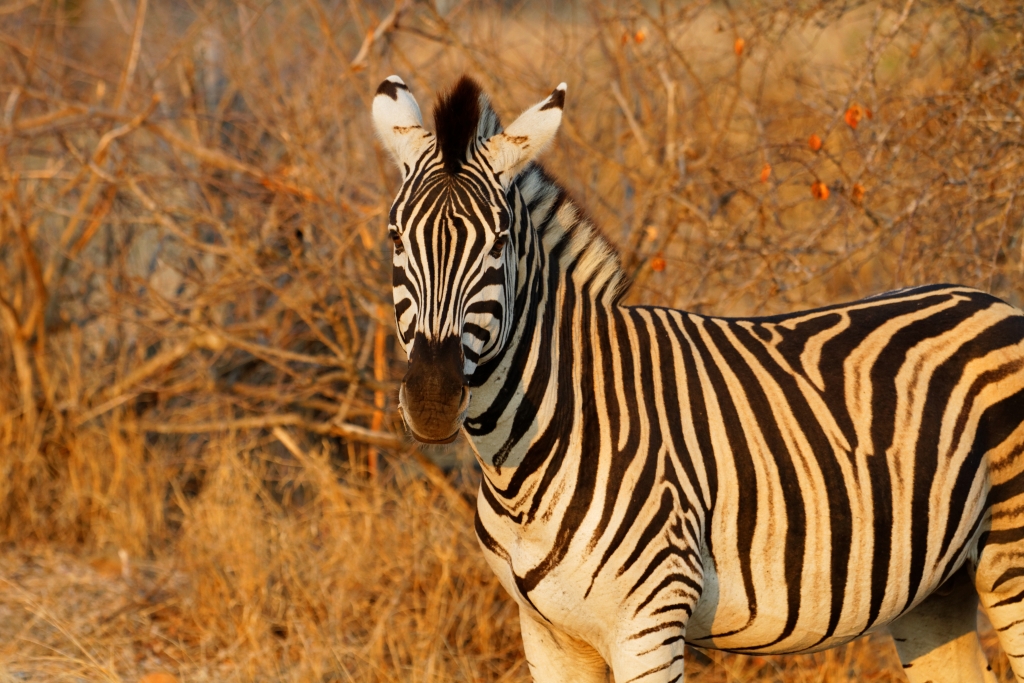 08 - Kruger NP (49).jpg